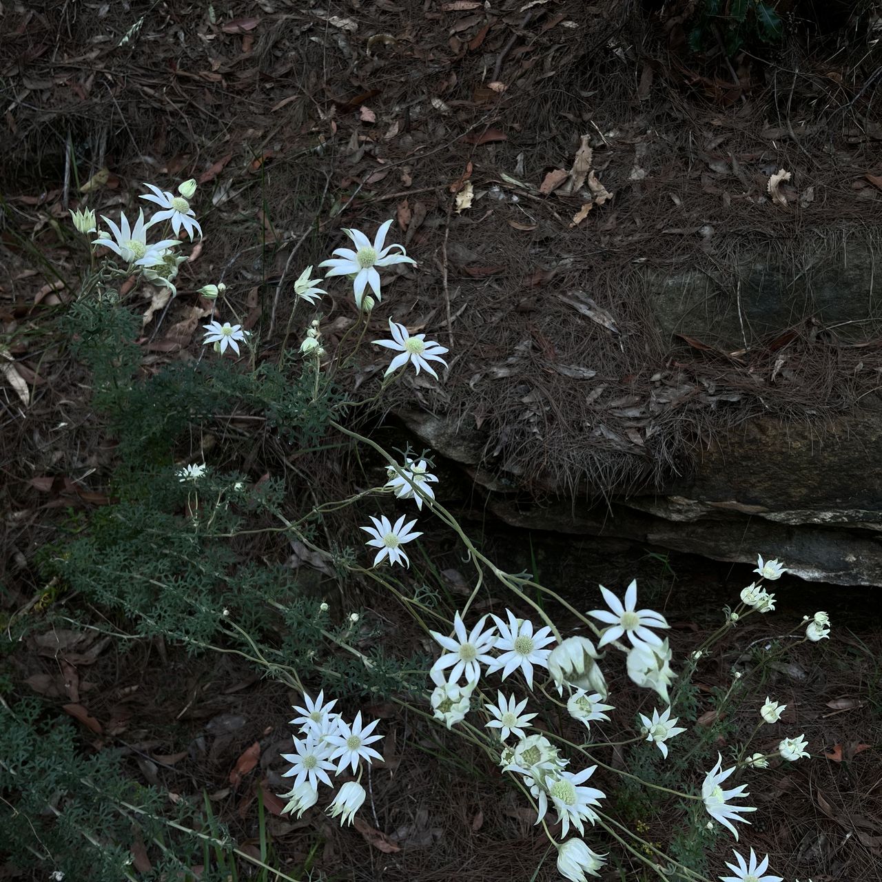 A dark photo of a lot of flannel flowers, which are small, soft and white